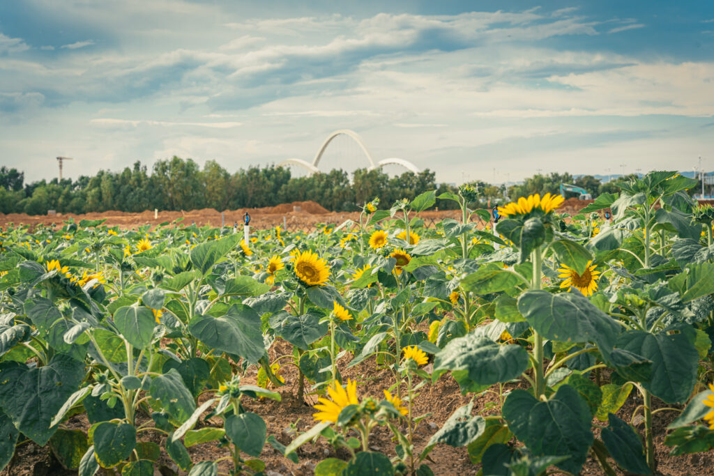 图片[6]-长安滨海湾-花海里随拍-清风小筑-雷国胜的个人网站